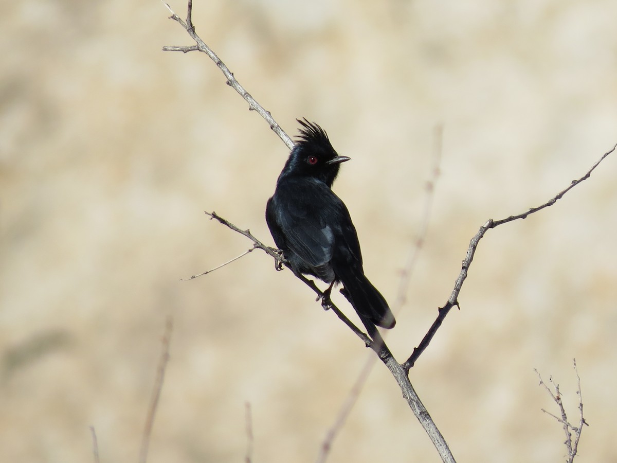 Phainopepla - ML647664929