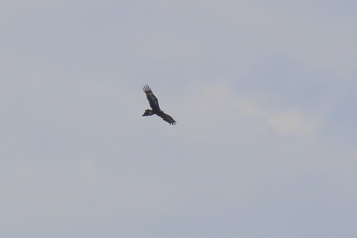 Wedge-tailed Eagle - ML647664930