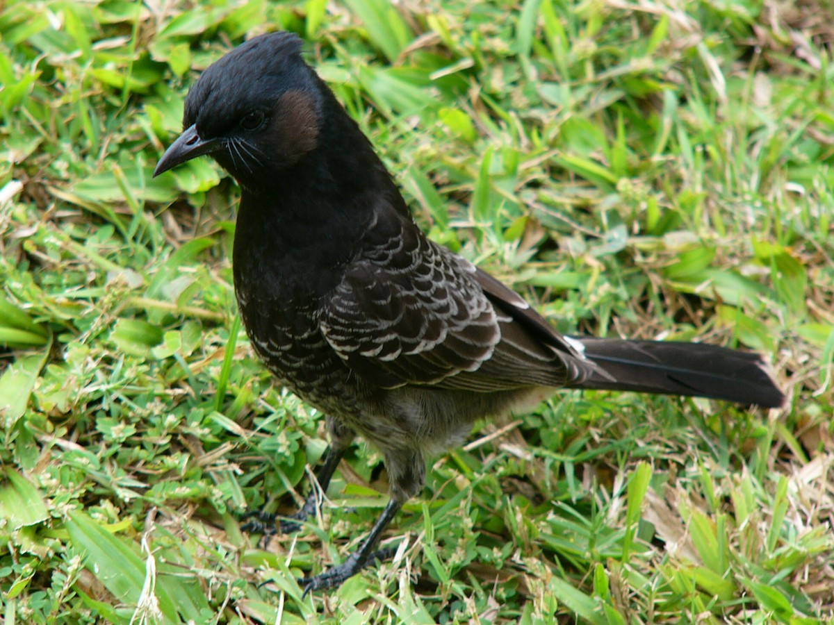 Red-vented Bulbul - ML647664931