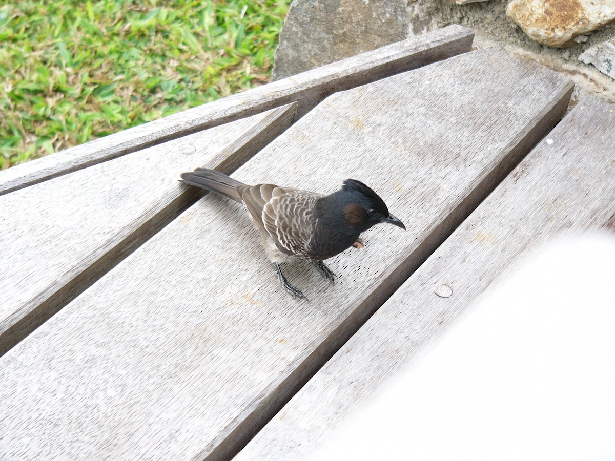 Red-vented Bulbul - ML647664934