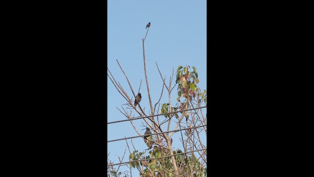 Маріка довгодзьоба - ML647664935