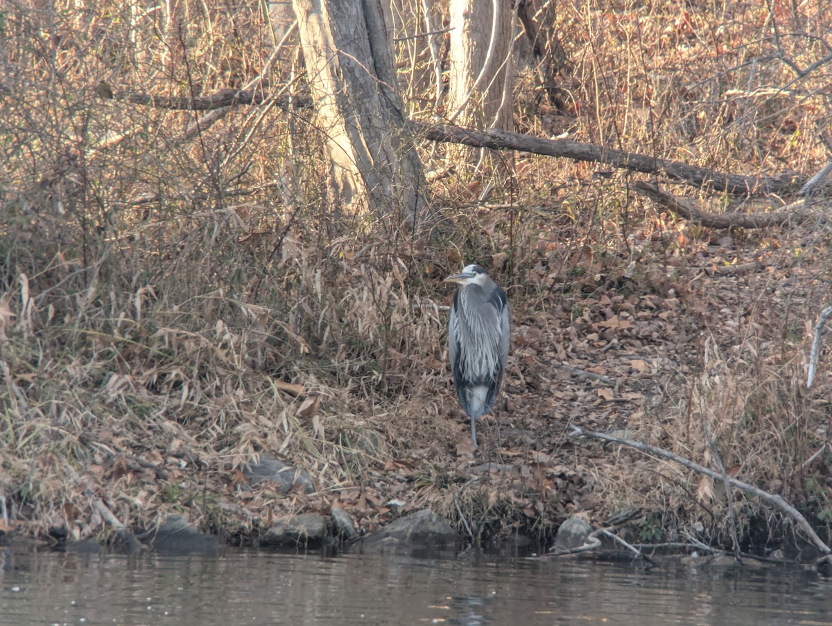 Great Blue Heron - ML647664936