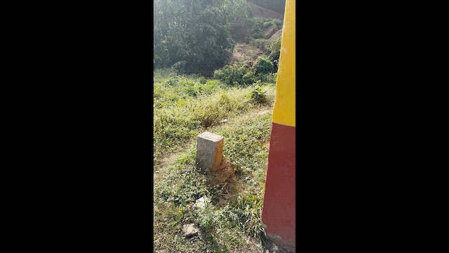 Бджолоїдка індійська - ML647664970