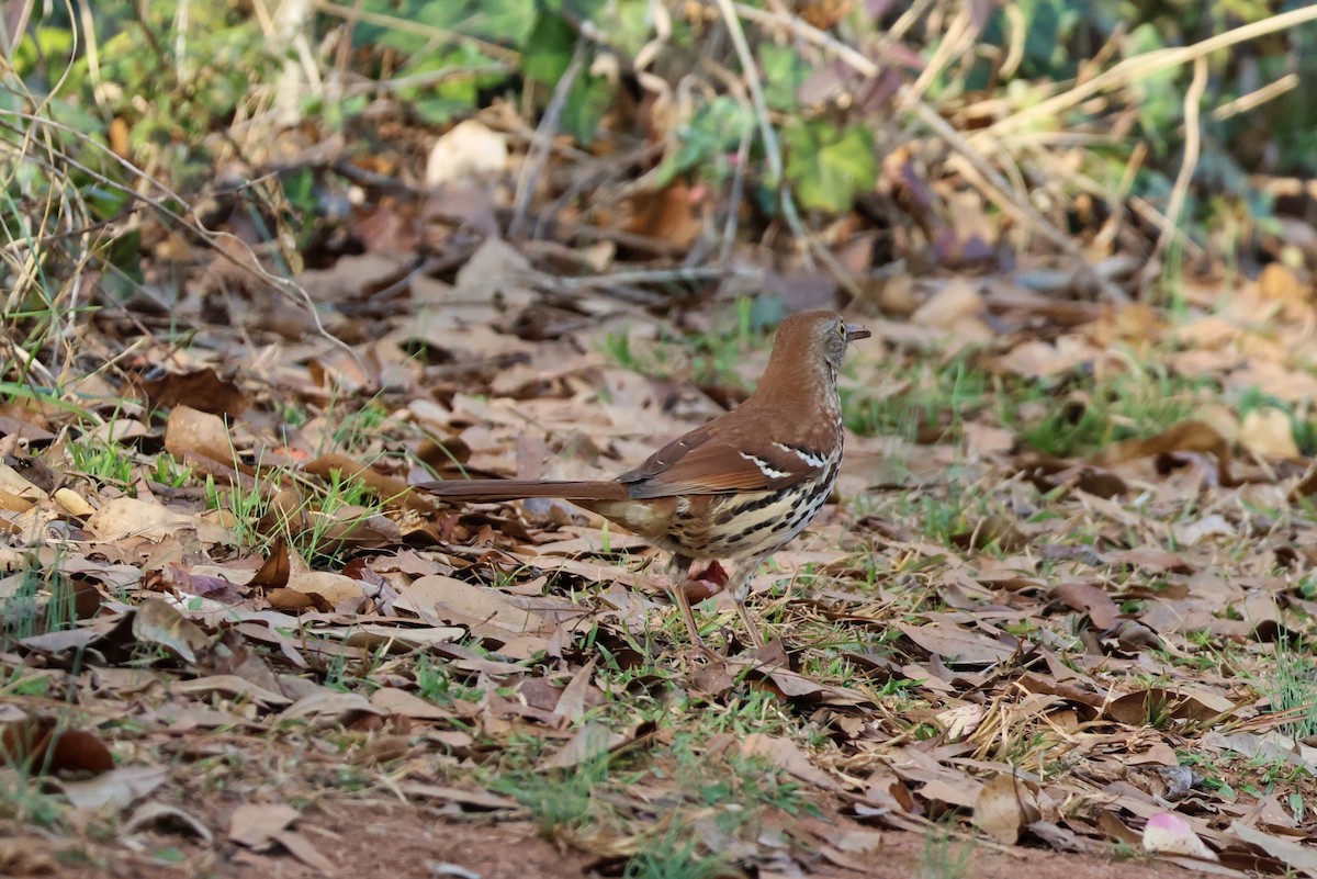 Cuitlacoche Rojizo - ML647664971