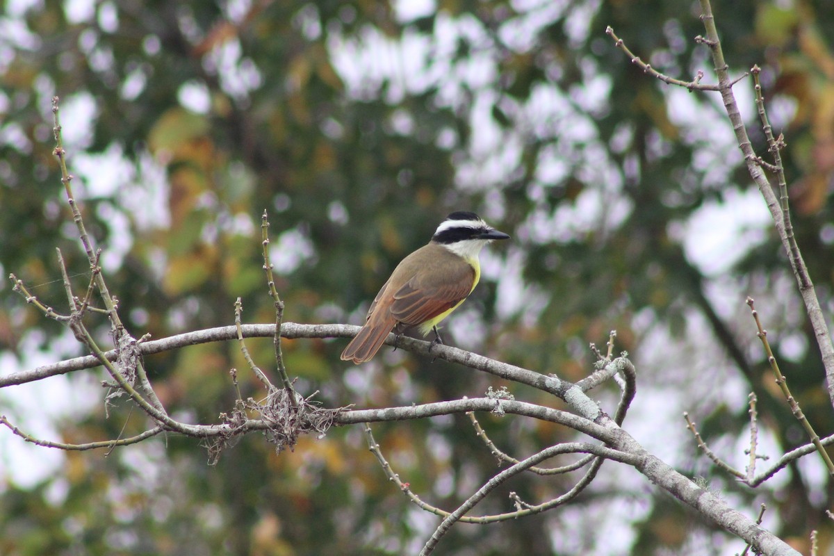 Great Kiskadee - ML647664975