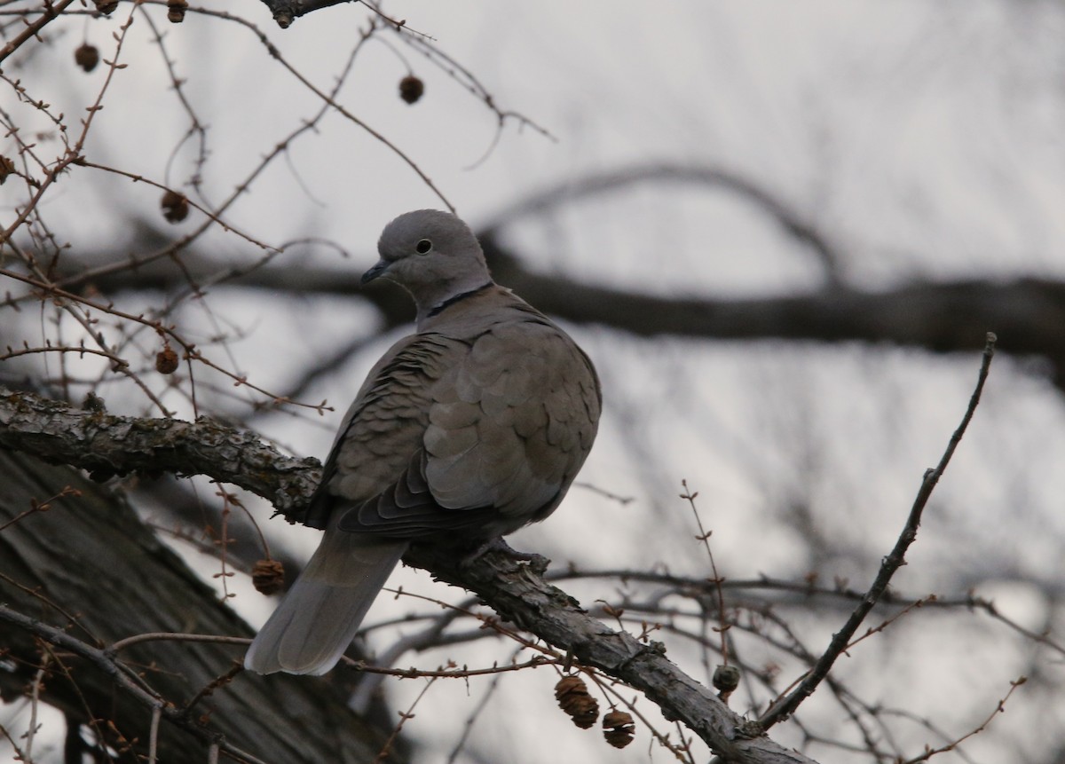 灰斑鳩 - ML647664992