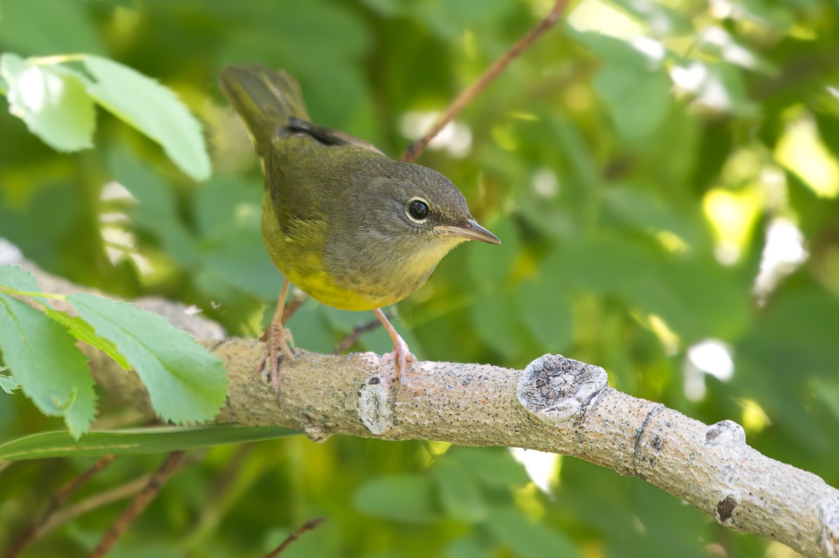 Mourning Warbler - ML647665018