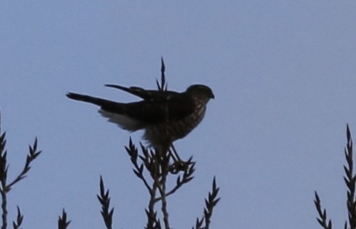 灰背隼(columbarius) - ML647665019