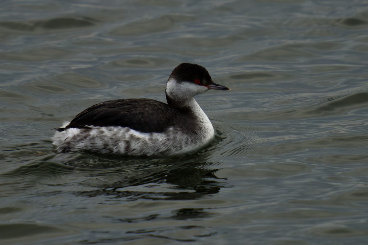 Красношейная поганка - ML647665038