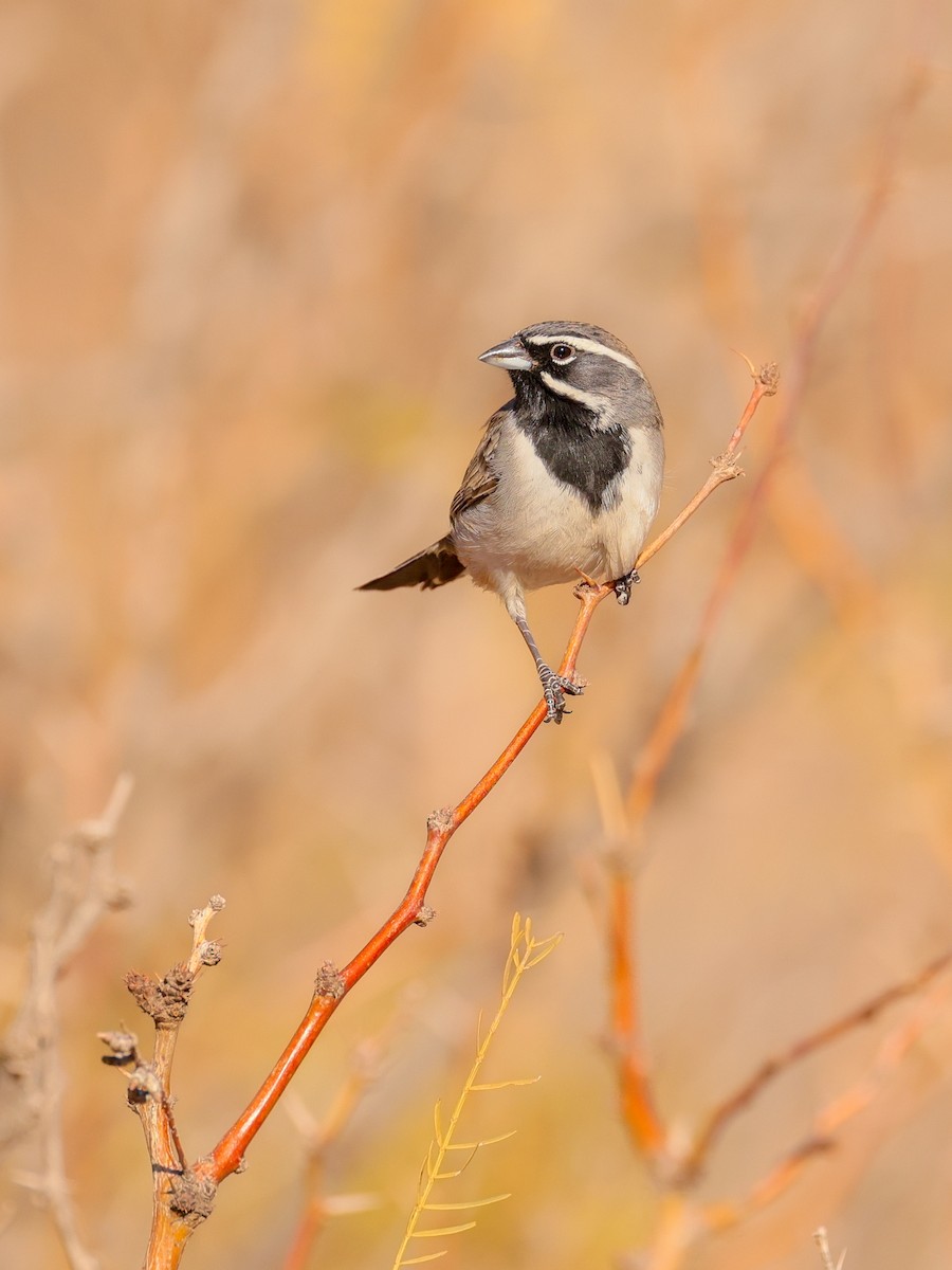 ノドグロヒメドリ - ML647665044