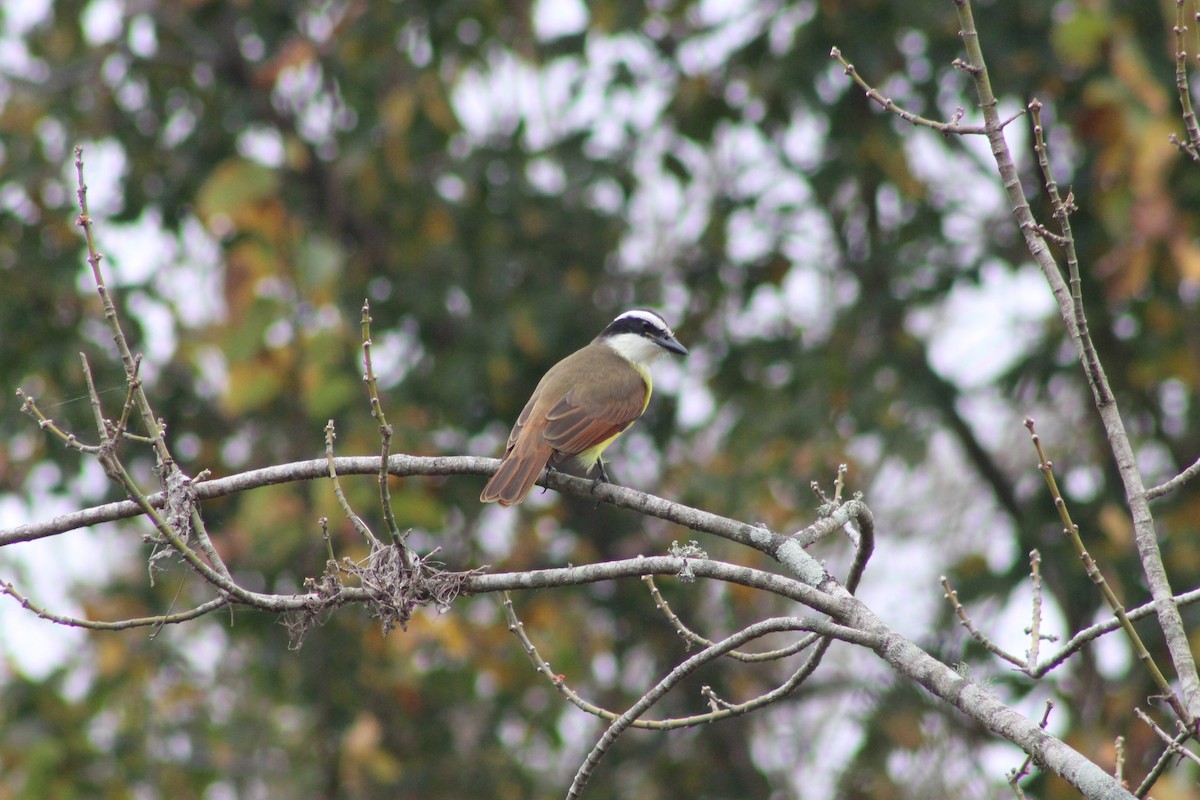 Great Kiskadee - ML647665049