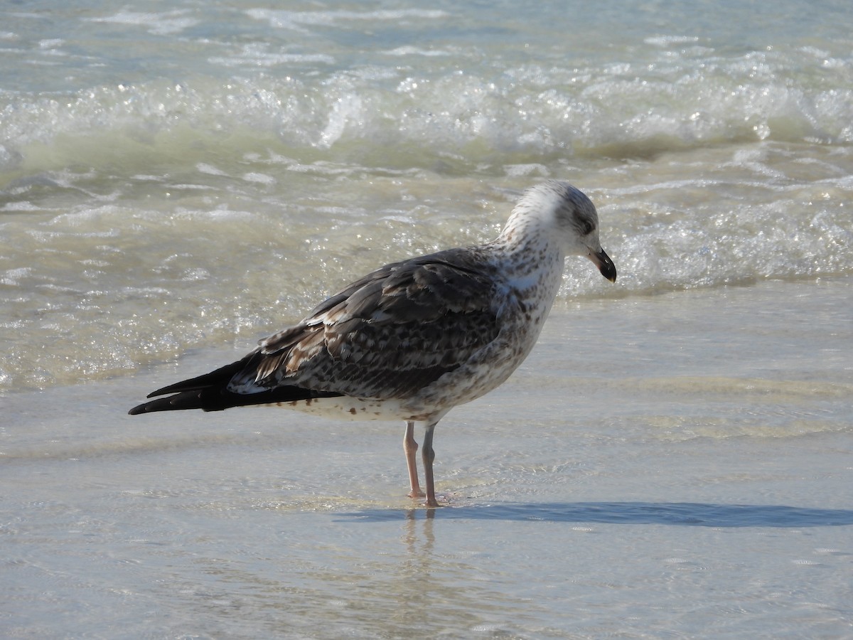 Kaio iluna - ML647665056