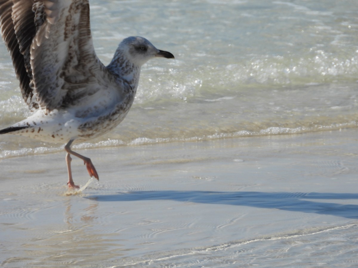 Kaio iluna - ML647665057