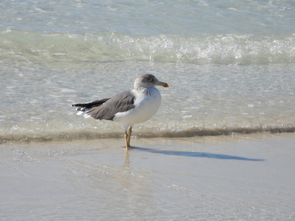 Kaio iluna - ML647665060