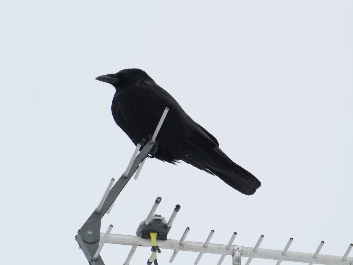 svartkråke - ML647665080