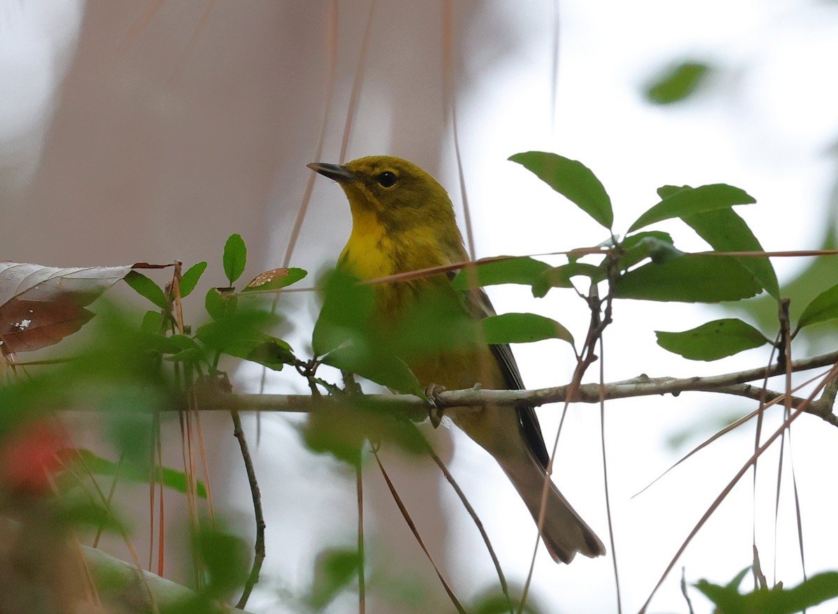 סבכון אורנים - ML647665088