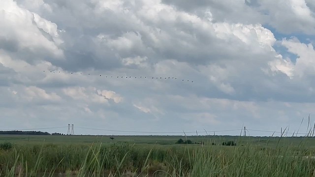 מגלן חום - ML647665094