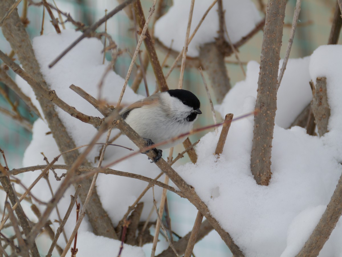 løvmeis - ML647665095