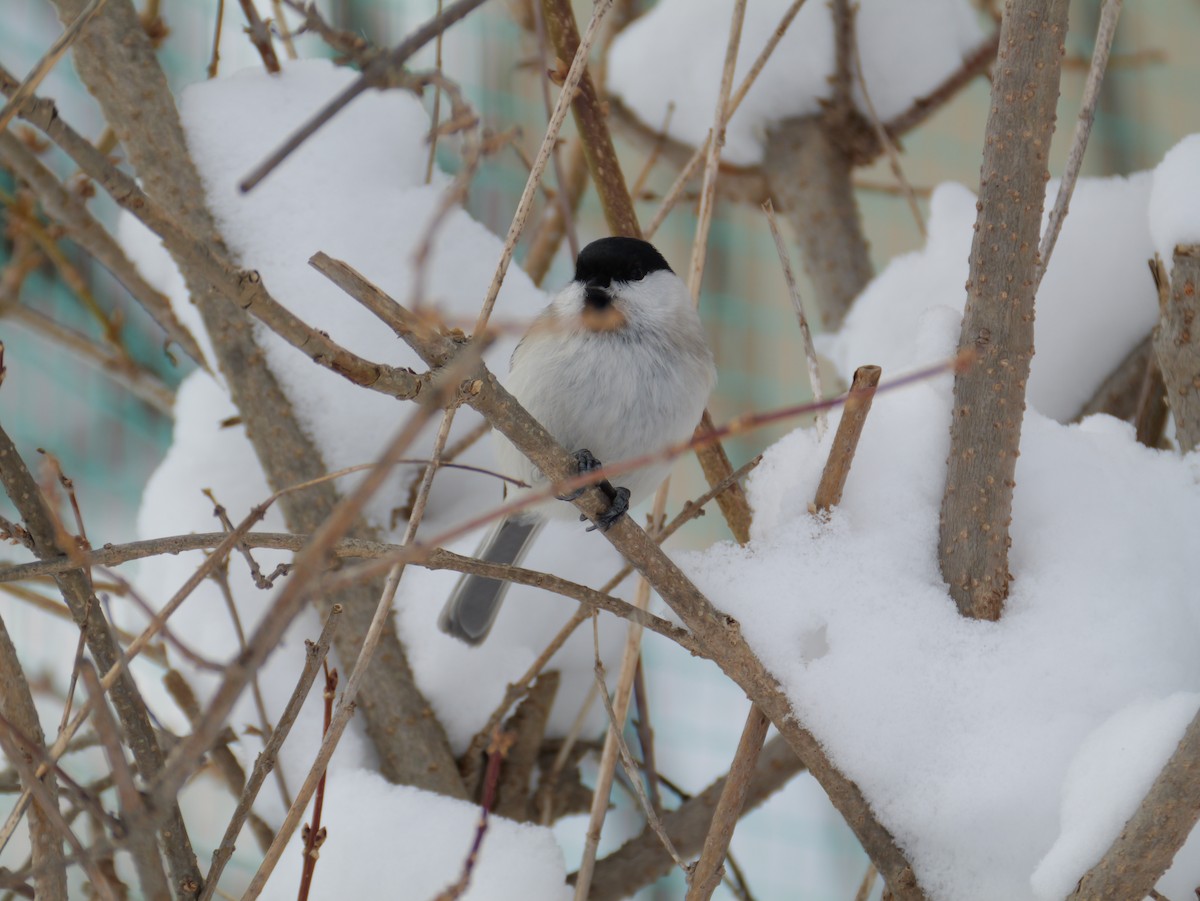 løvmeis - ML647665096