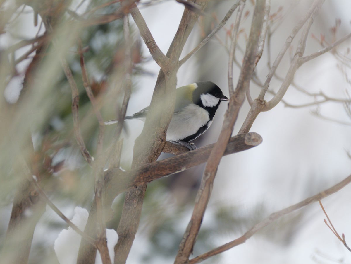 gråkjøttmeis - ML647665109