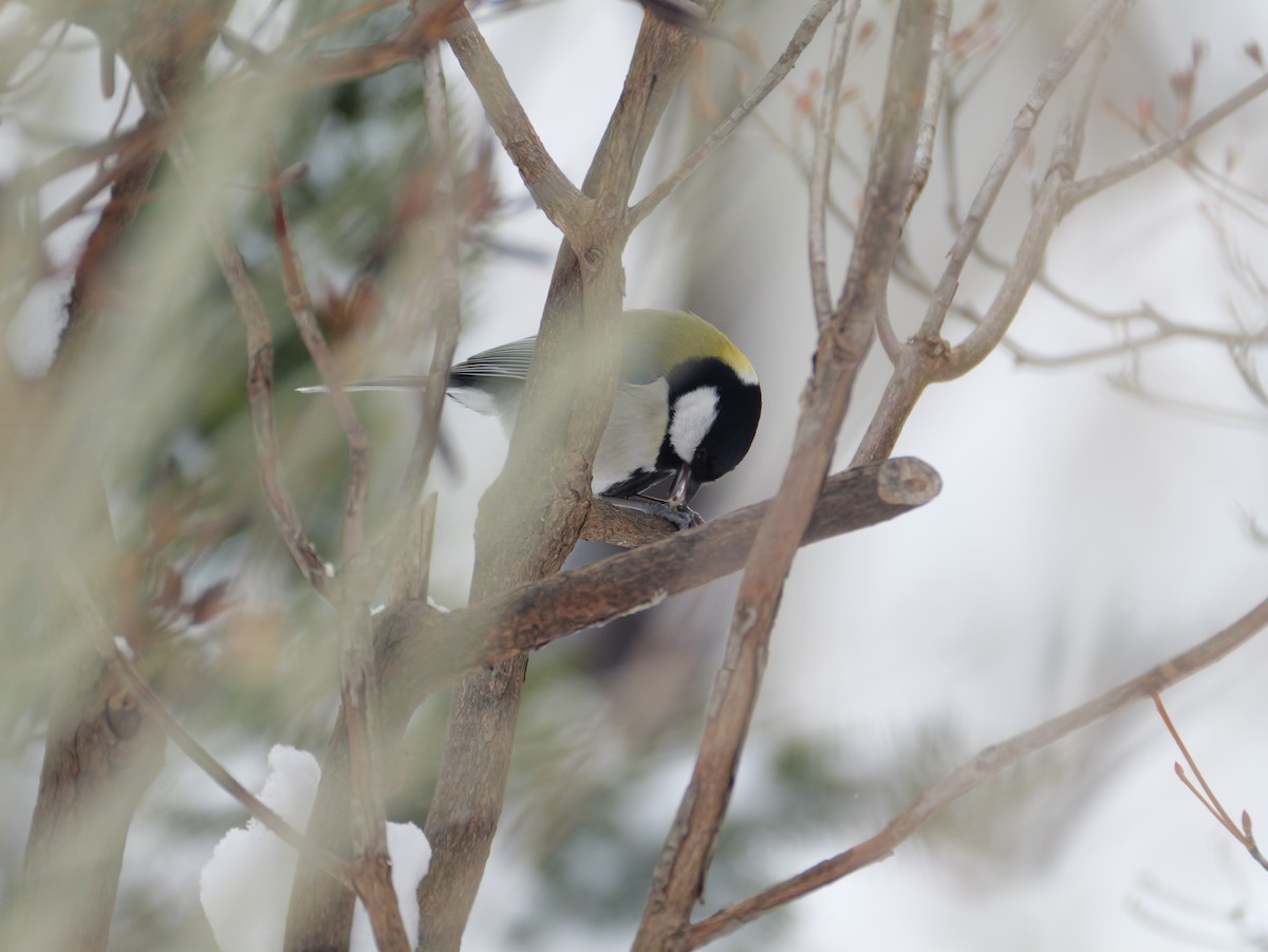 gråkjøttmeis - ML647665110