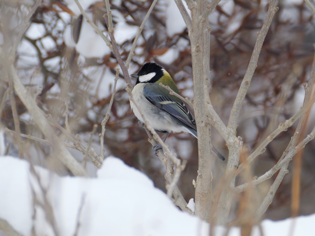 gråkjøttmeis - ML647665111