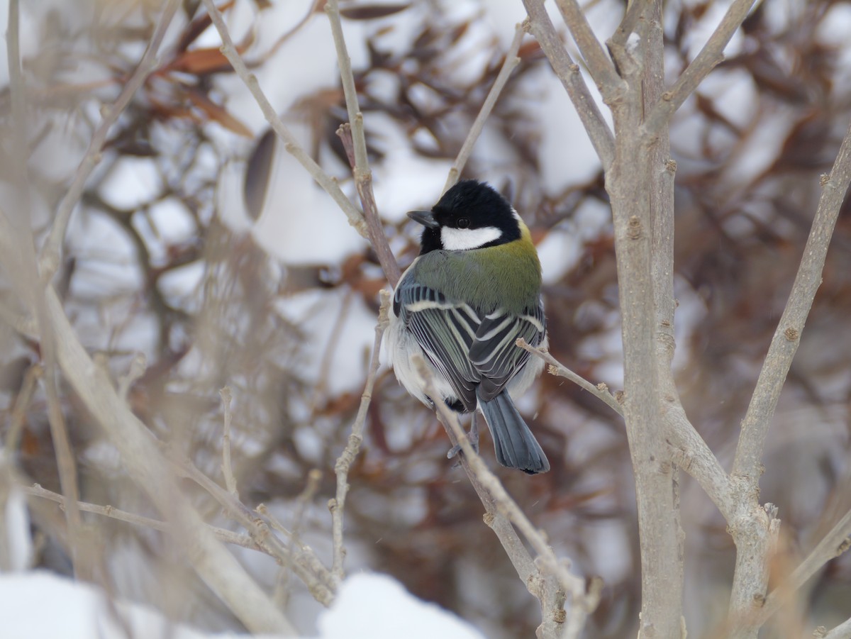 gråkjøttmeis - ML647665112