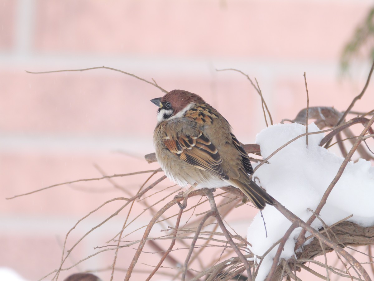 pilfink - ML647665120