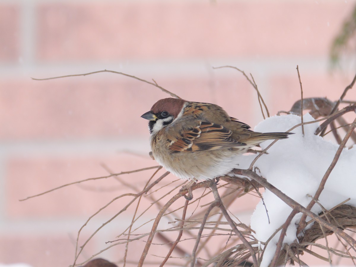 pilfink - ML647665121