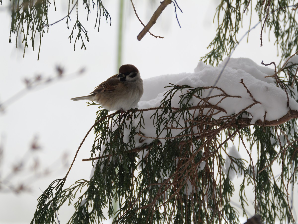 pilfink - ML647665122