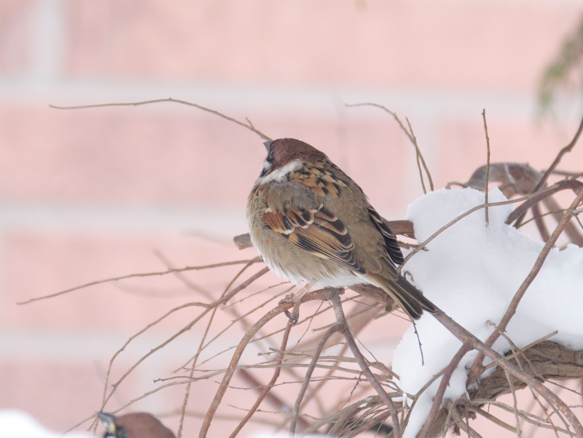 pilfink - ML647665123