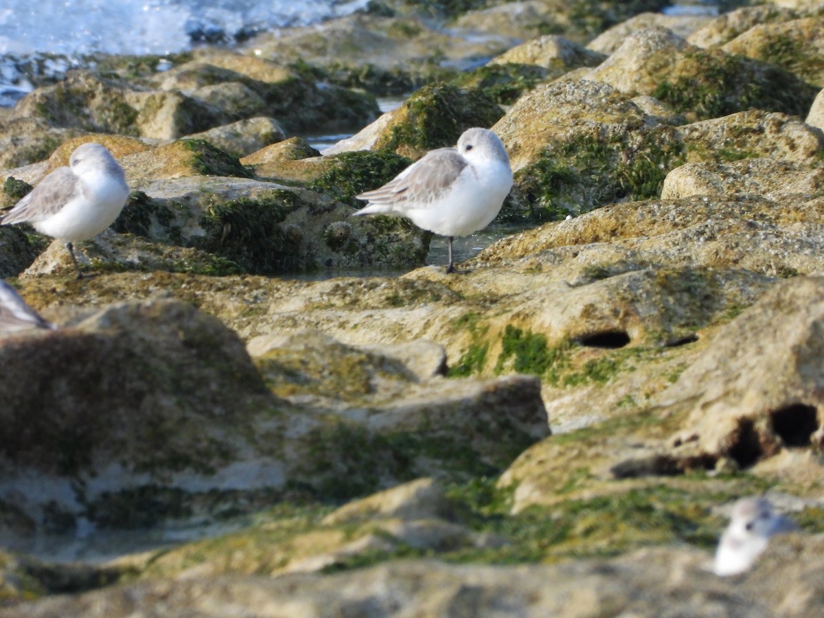 Txirri zuria - ML647665132