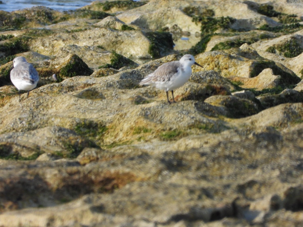 Txirri zuria - ML647665133