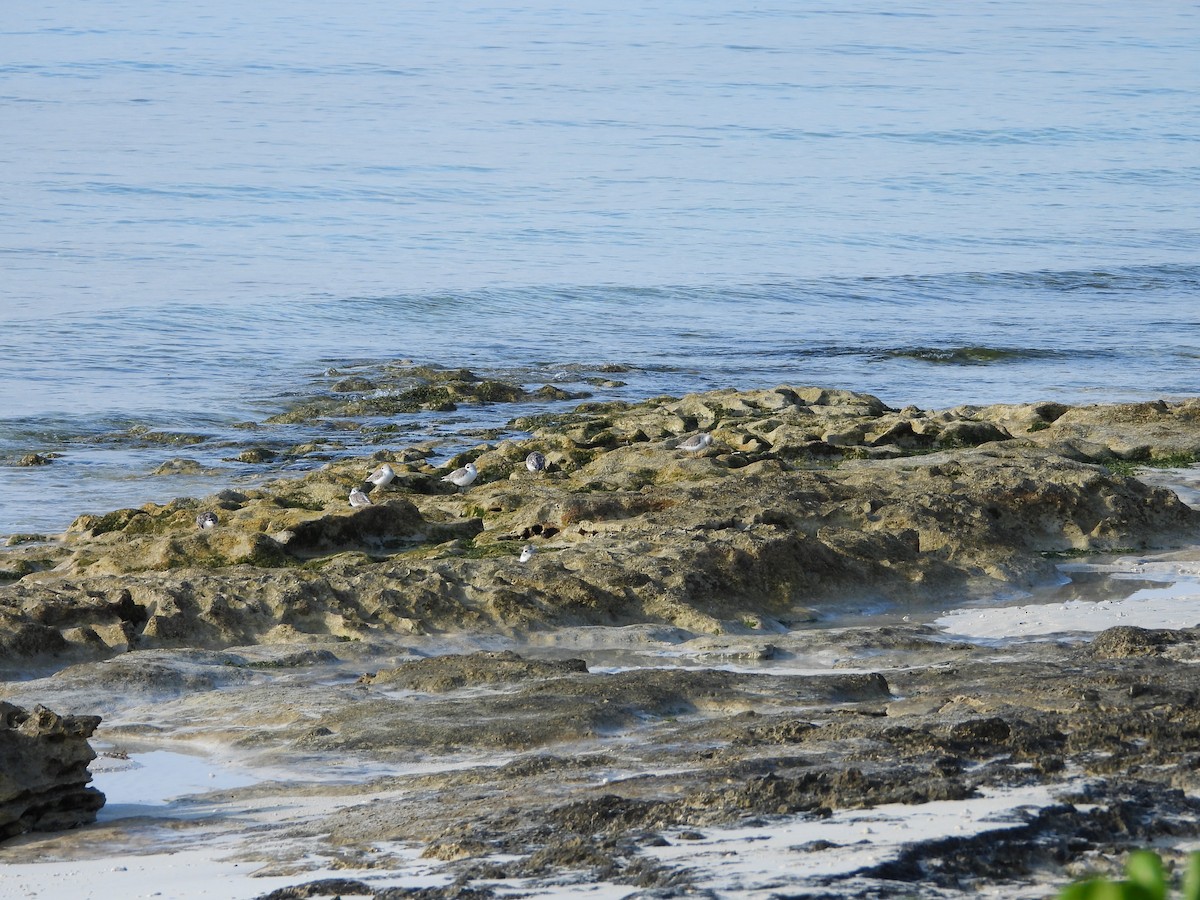 Txirri zuria - ML647665134