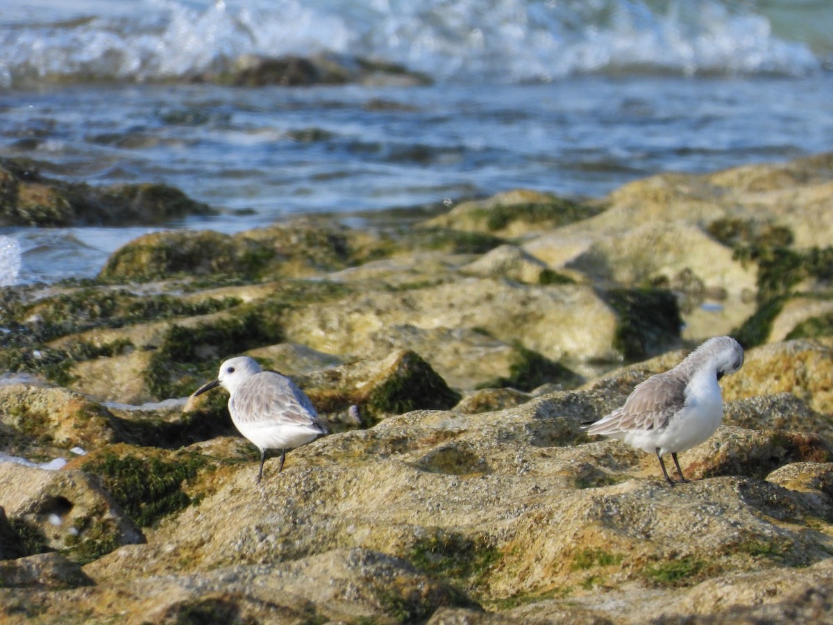 Txirri zuria - ML647665135