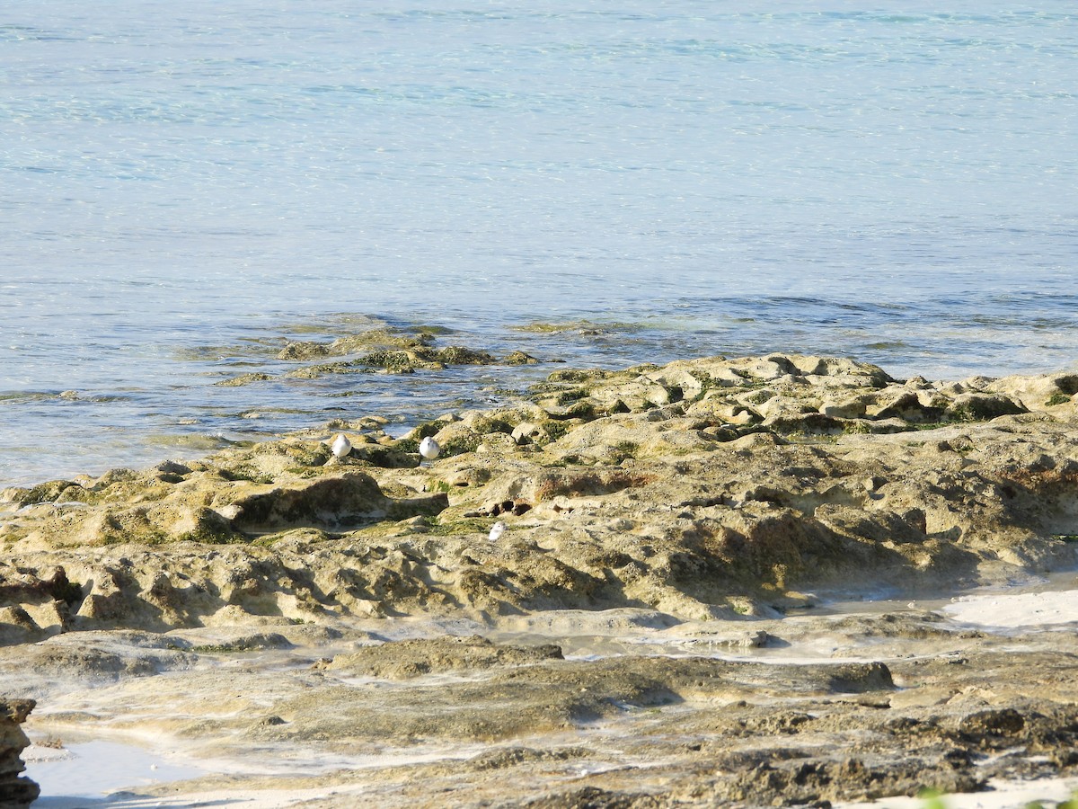 Txirri zuria - ML647665136