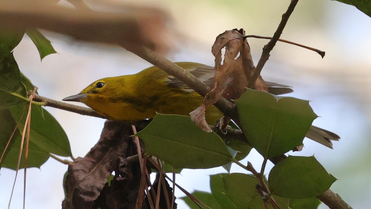 סבכון אורנים - ML647665139