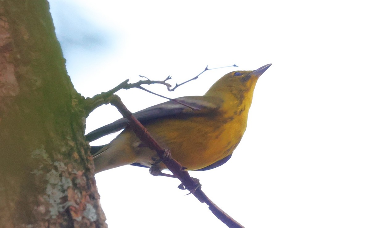 סבכון אורנים - ML647665140