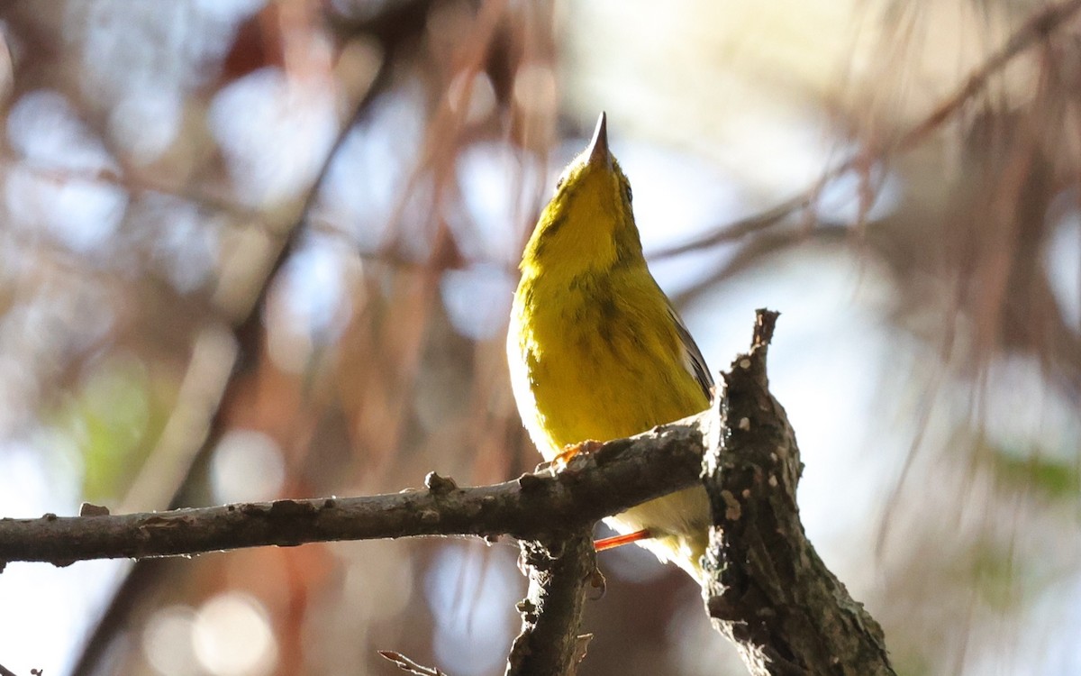 סבכון אורנים - ML647665141