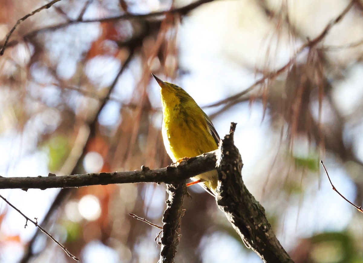 סבכון אורנים - ML647665142