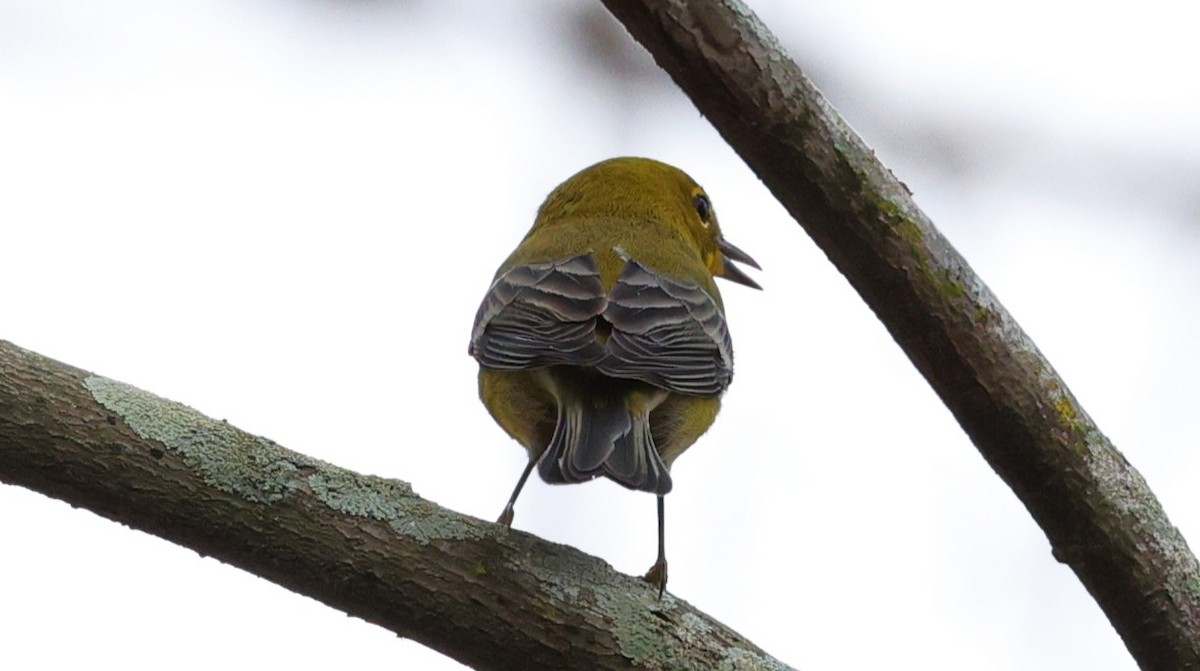 סבכון אורנים - ML647665143