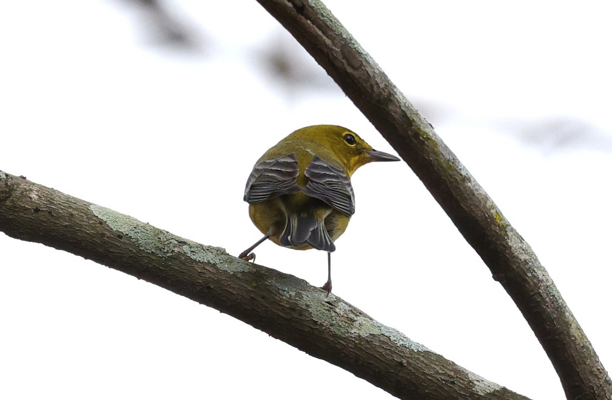סבכון אורנים - ML647665144
