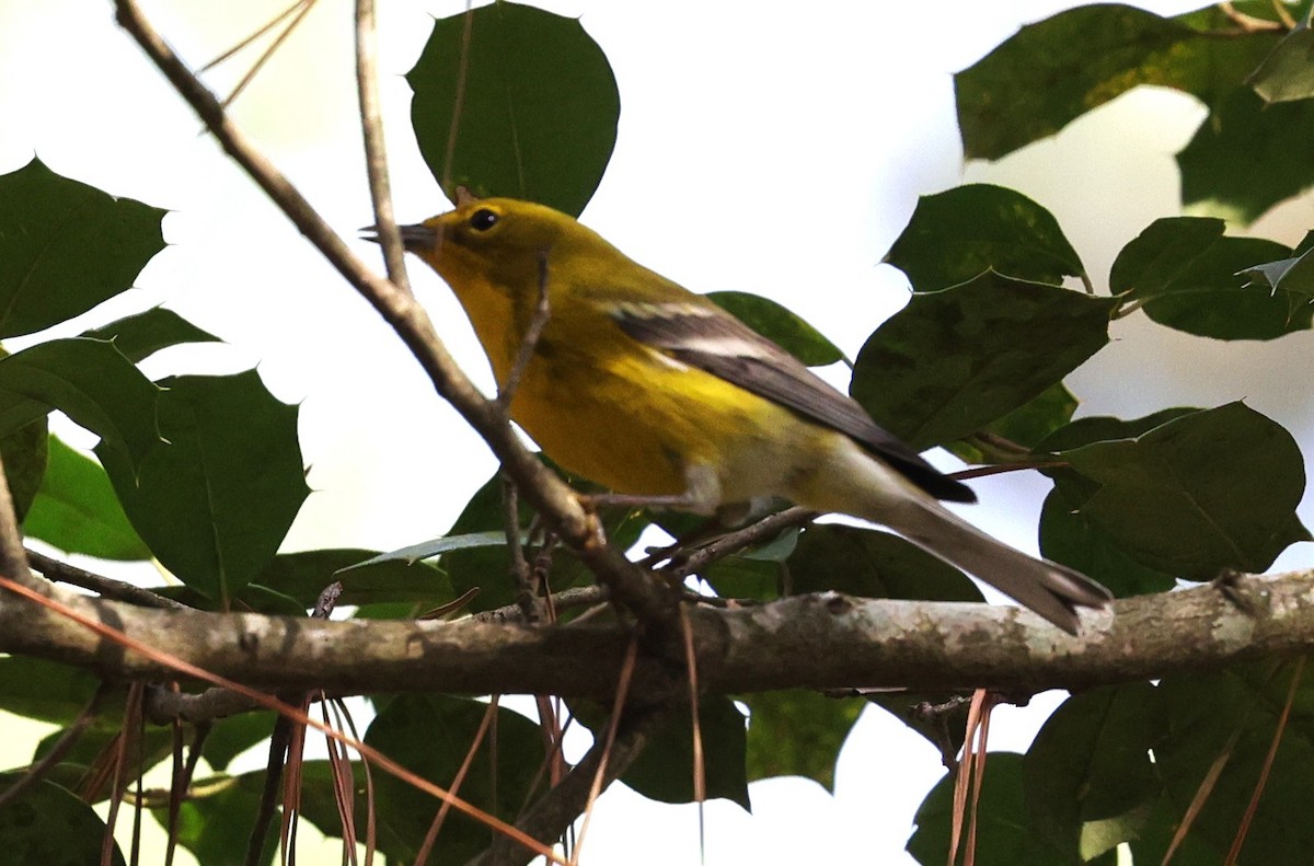 סבכון אורנים - ML647665145