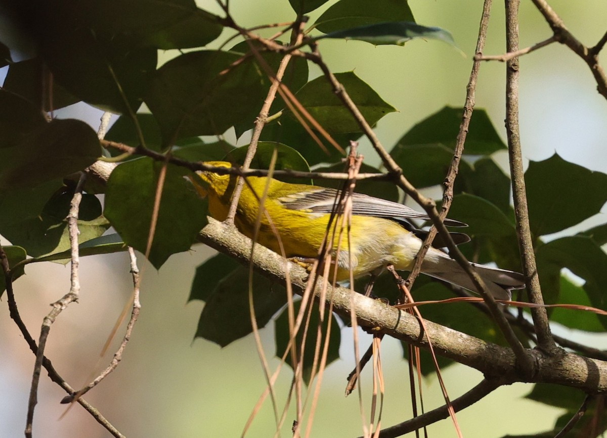 סבכון אורנים - ML647665147