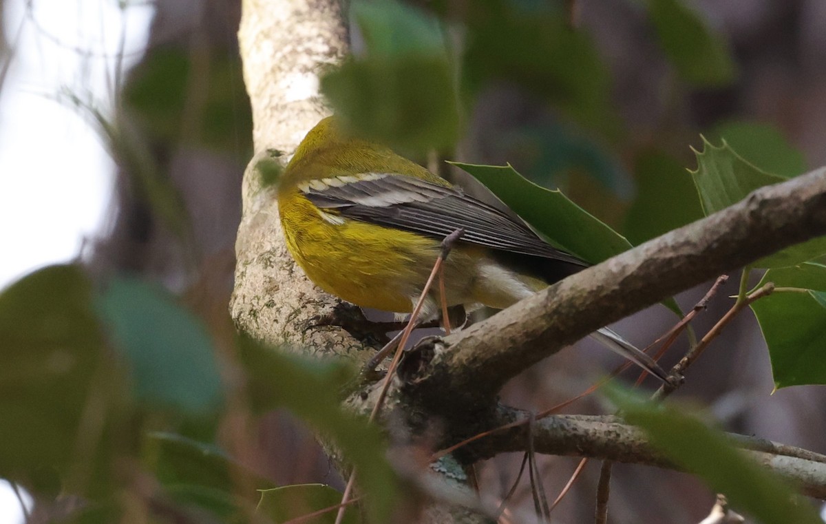 סבכון אורנים - ML647665148