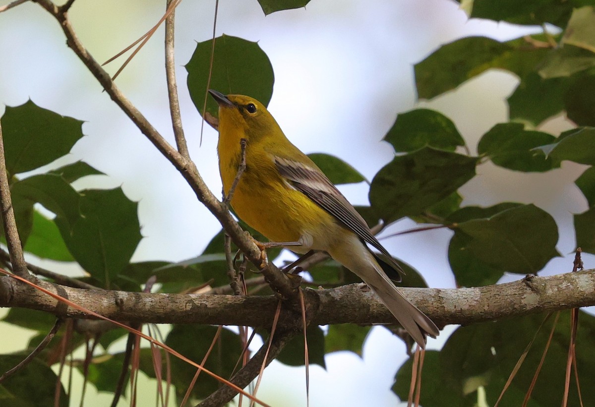 סבכון אורנים - ML647665149