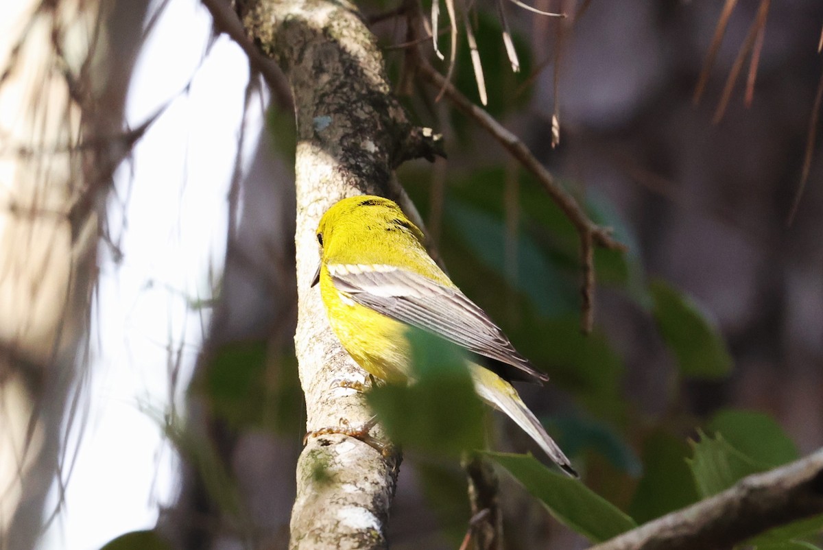 סבכון אורנים - ML647665150