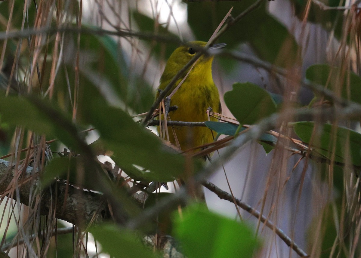סבכון אורנים - ML647665151