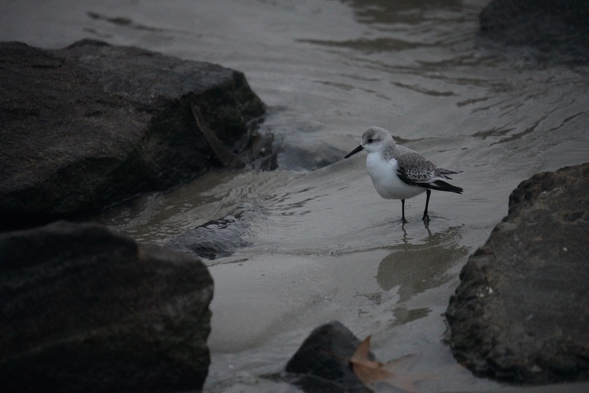 Txirri zuria - ML647665153