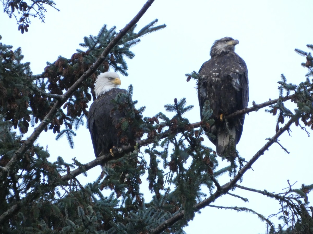 Itsas arrano buruzuria - ML647665158